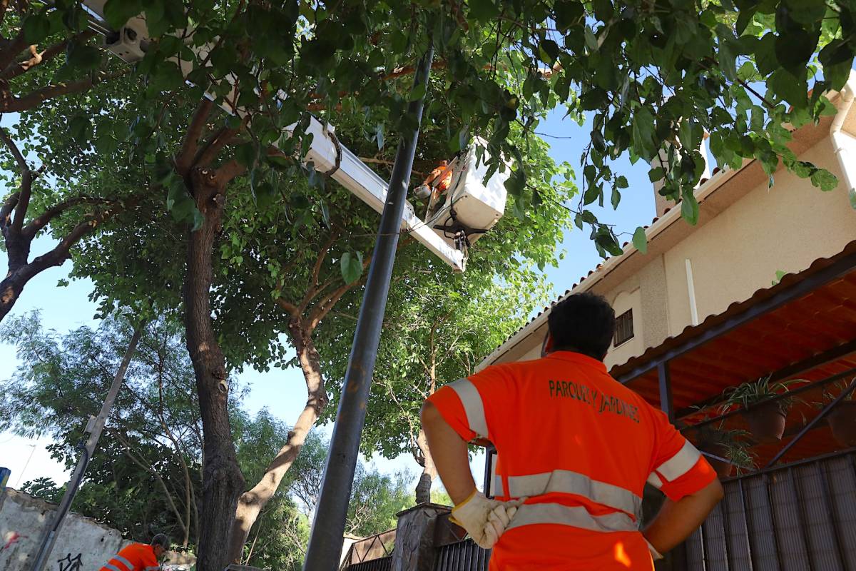 Ramas peligrosas o molestas: esta es la solución para evitar daños en varias zonas de Jerez