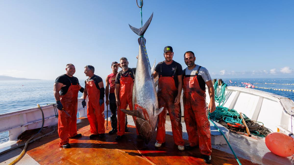 Última `levantá` almadraba Barbate Petaca Chico 