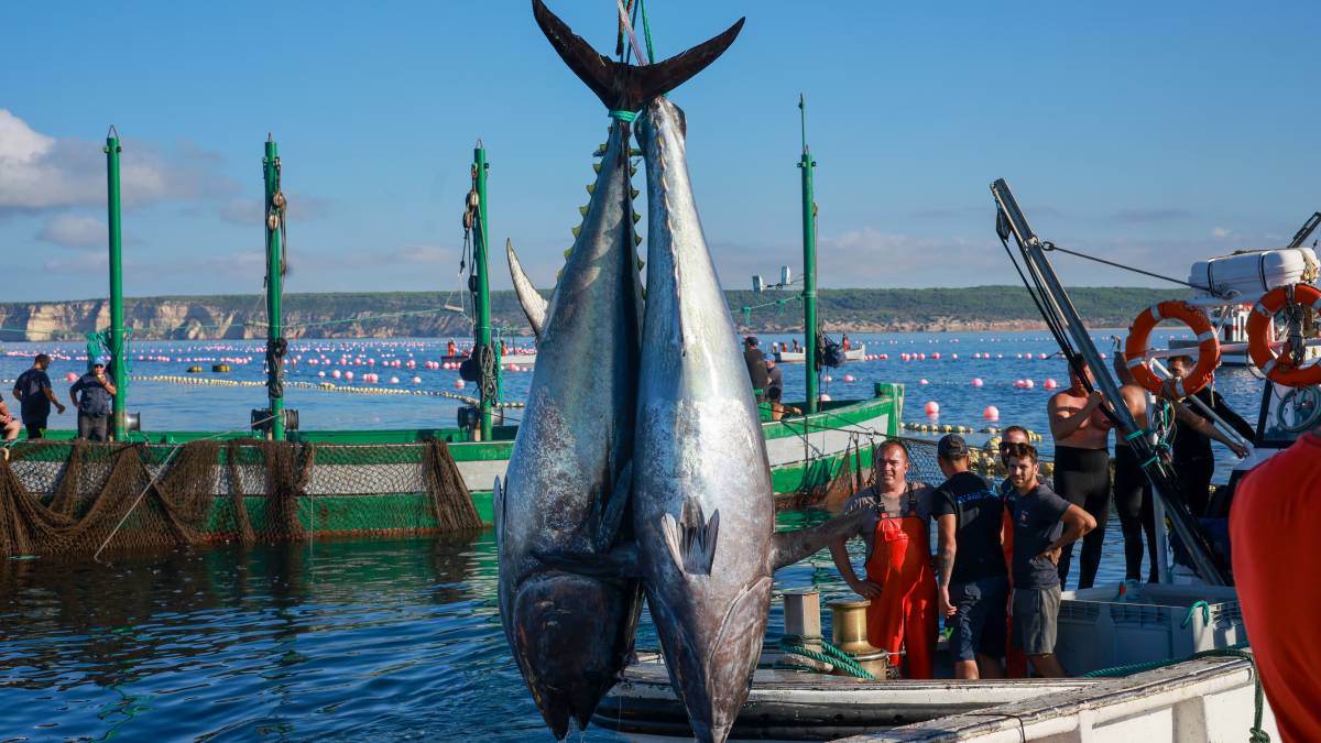 Barbate asiste al último 'baile' con los atunes rojos