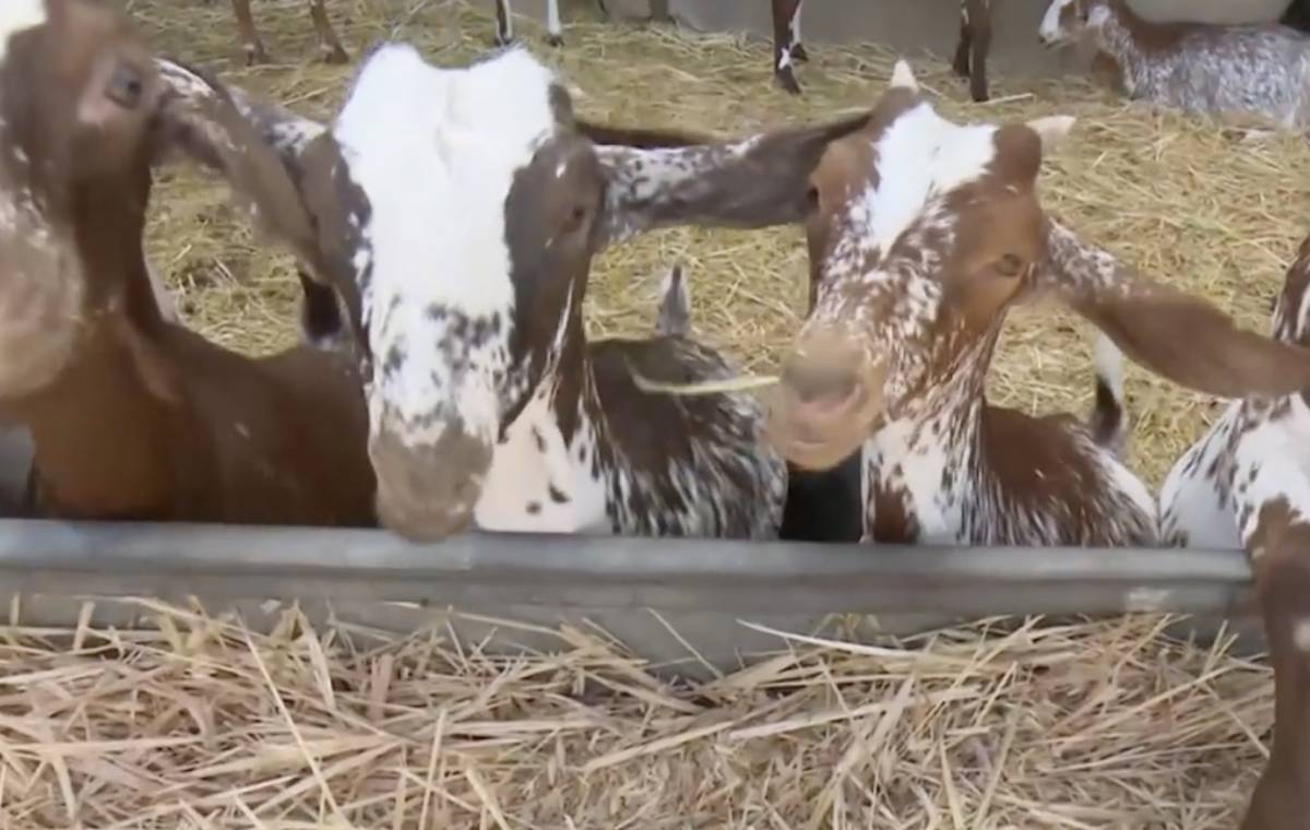 Las cabras de Guajid, por las que se jugó la vida. Informativos Telecinco - Las cabras de Guajid, por las que se jugó la vida. Informativos Telecinco