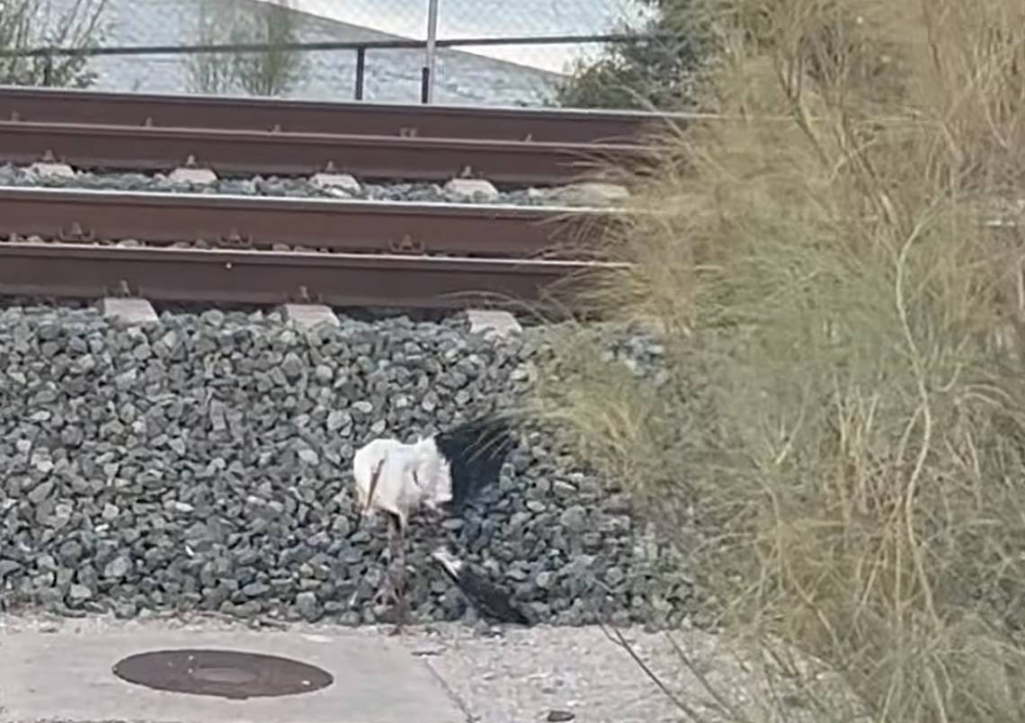 Dos cigüeñas en apuros movilizan a vecinos de El Puerto y Jerez: una apareció con el ala rota en las vías del tren