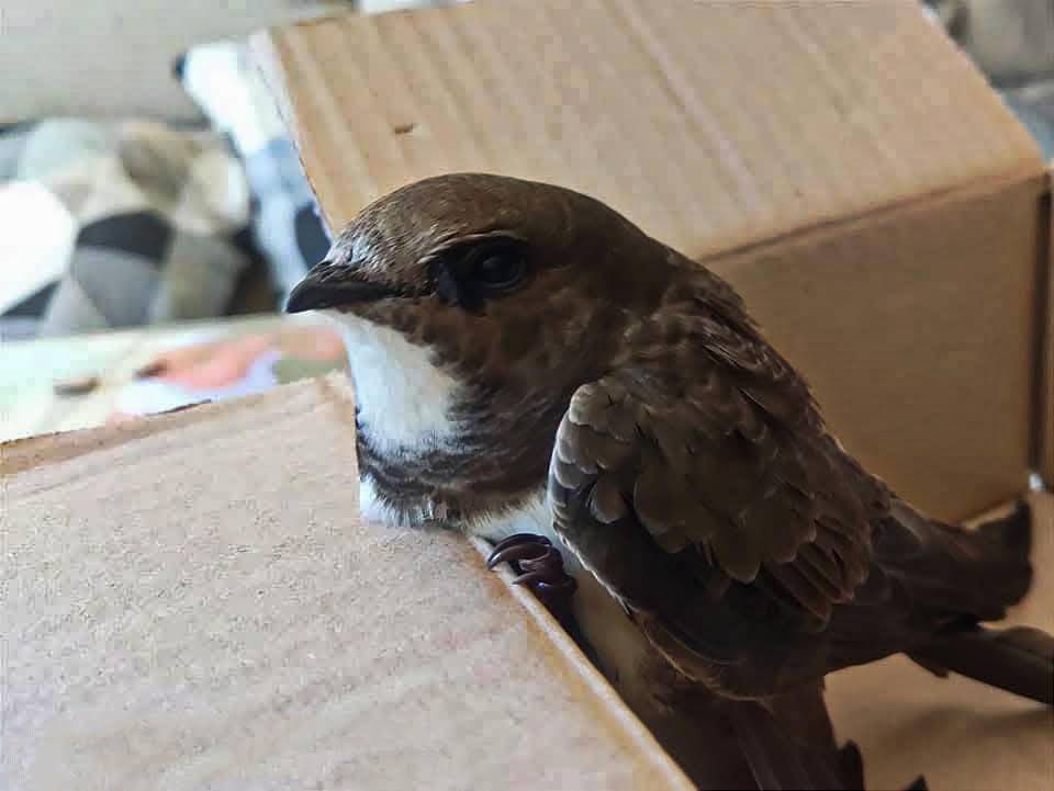 Ecologistas en Acción pide a la Junta un Centro de Recuperación de Especies Amenazadas para la Sierra de Cádiz