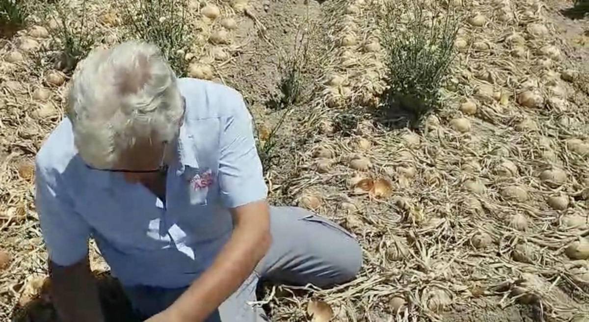 Miles de kilos de cebolla a la basura: el calvario de agricultores de Lebrija a los que ofrecen 9 céntimos por kilo