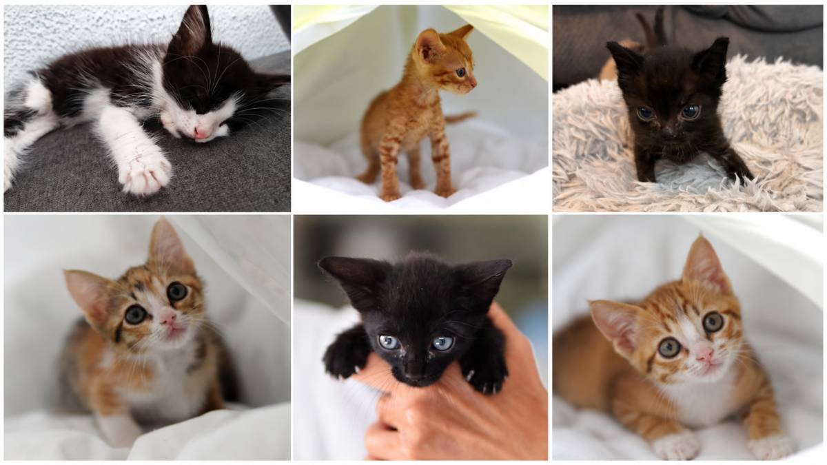 Algunos de los gatitos que se encuentran bajo la custodia del Centro Municipal de Protección Animal de El Puerto. - 