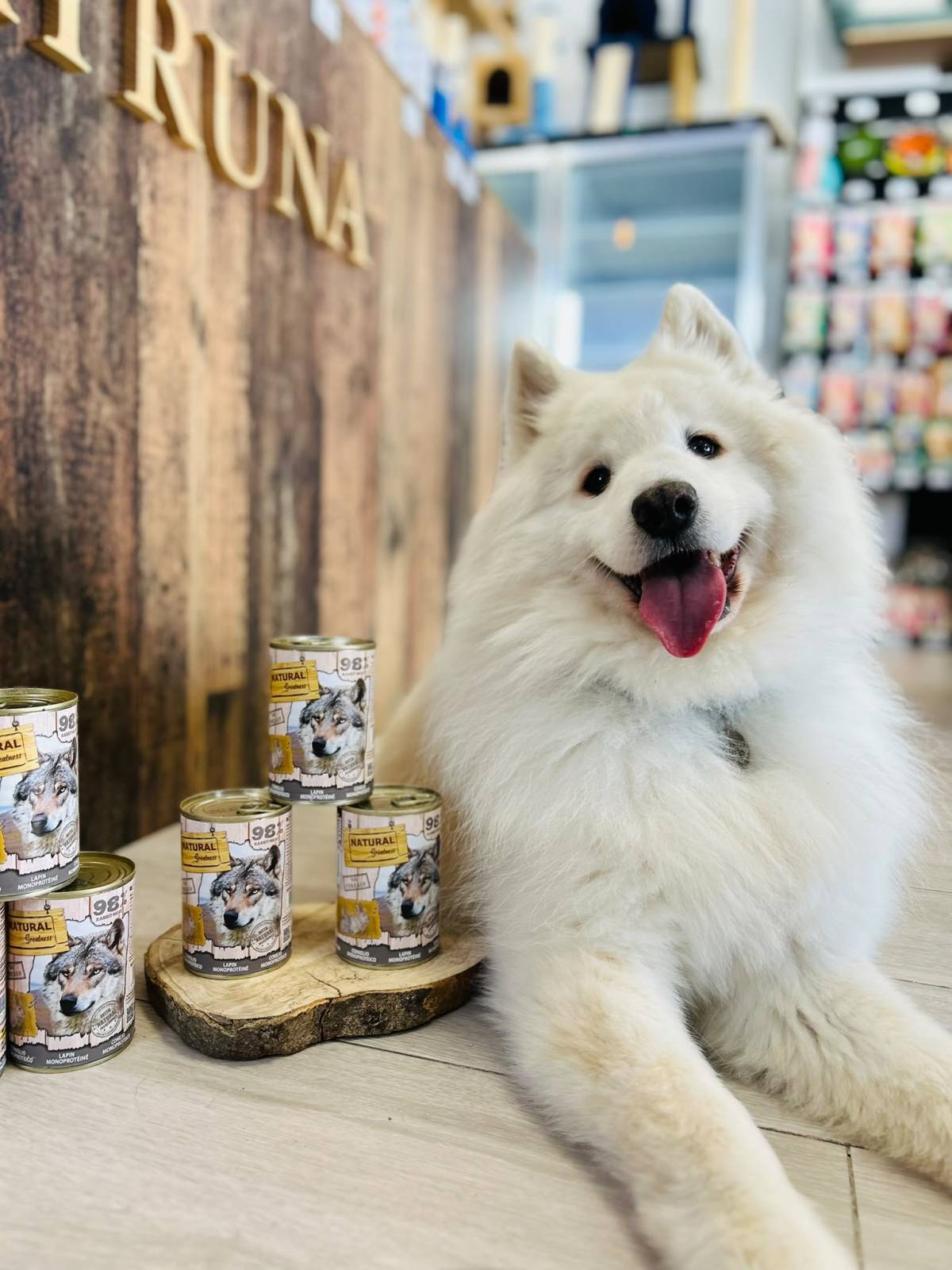 Siam, el perro de la tienda de Los Palacios y Villafranca que también ejerce como influencer. - Siam, el perro de la tienda de Los Palacios y Villafranca que también ejerce como influencer.