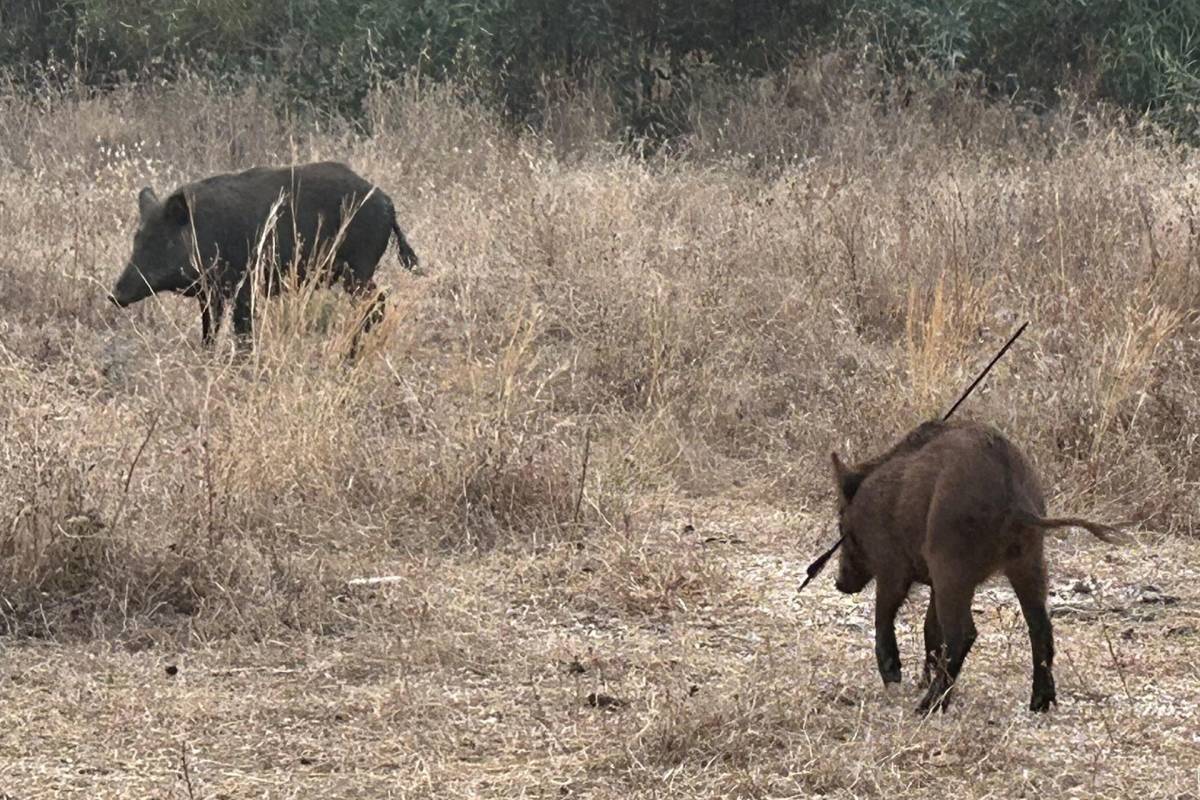 Imagen insólita en Mijas: un jabalí pasea con una flecha en el costado por una urbanización
