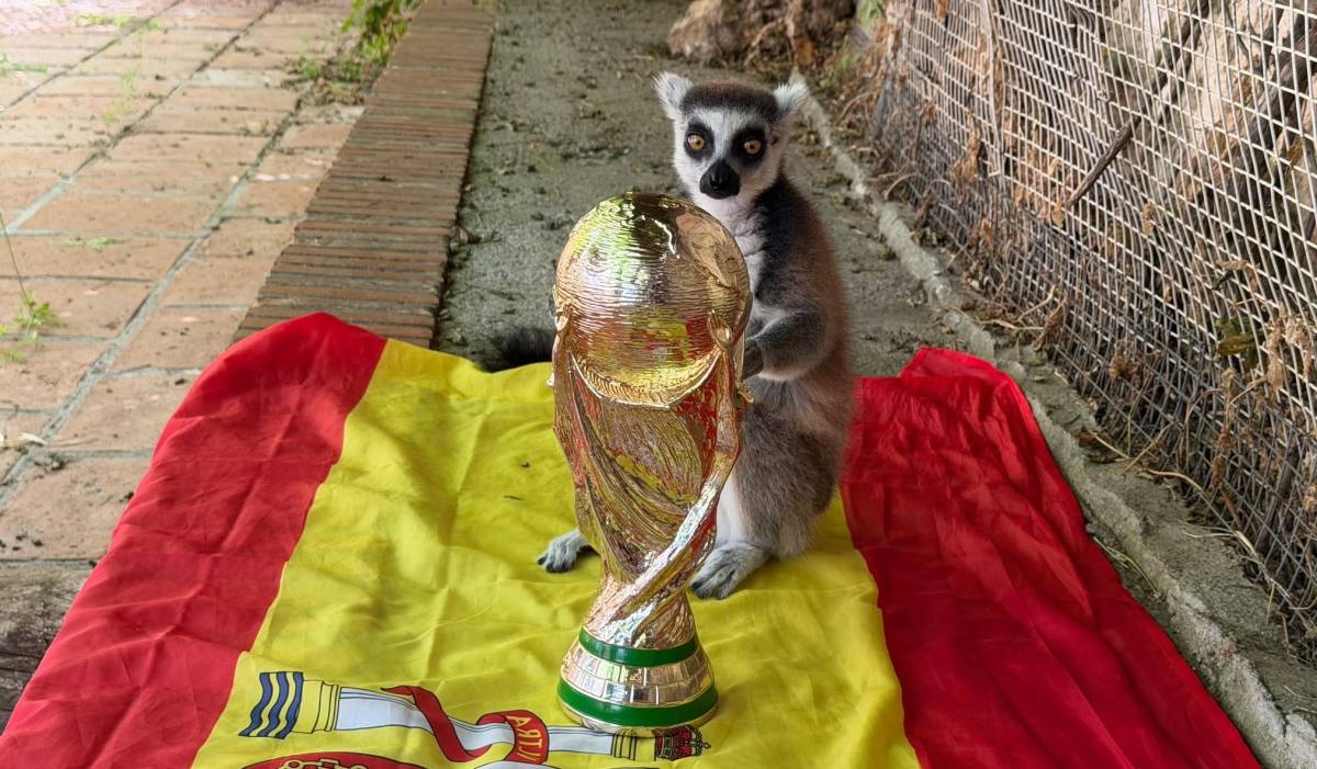 Julien, el lémur adivino de Almuñécar y heredero del pulpo Paul, recibe la Copa del Mundo tras acertar la victoria de España