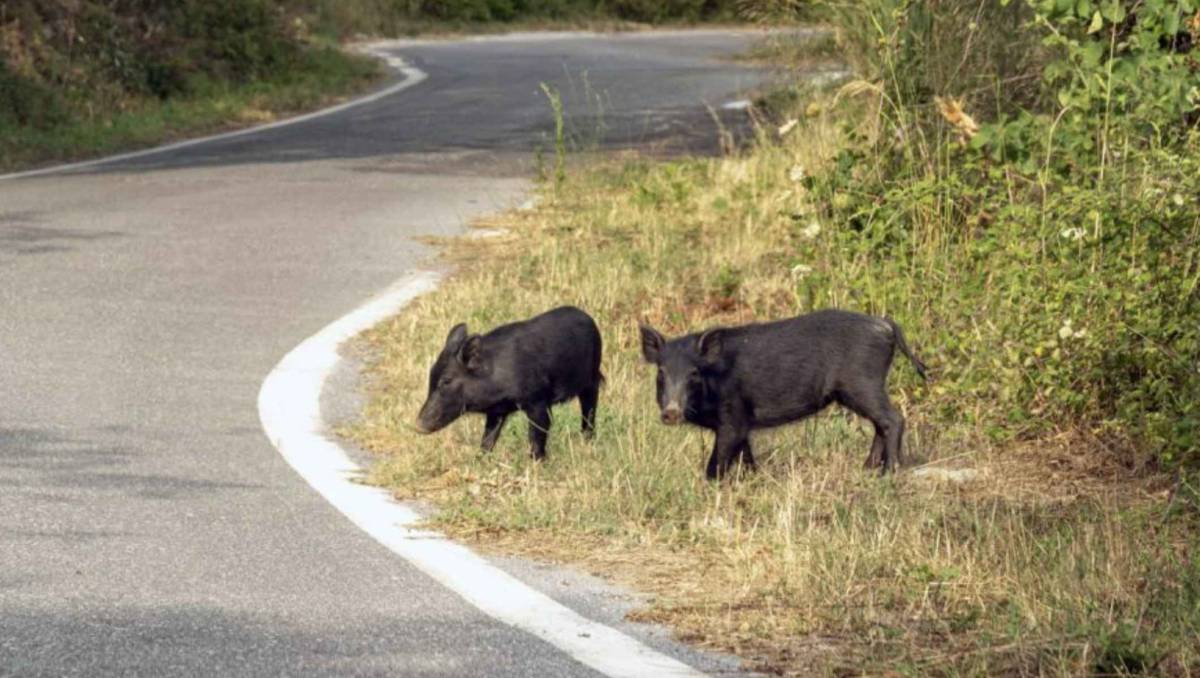 La presencia de jabalíes en una carretera de Granada casi acaba en tragedia: cinco heridos, entre ellos un niño de seis años