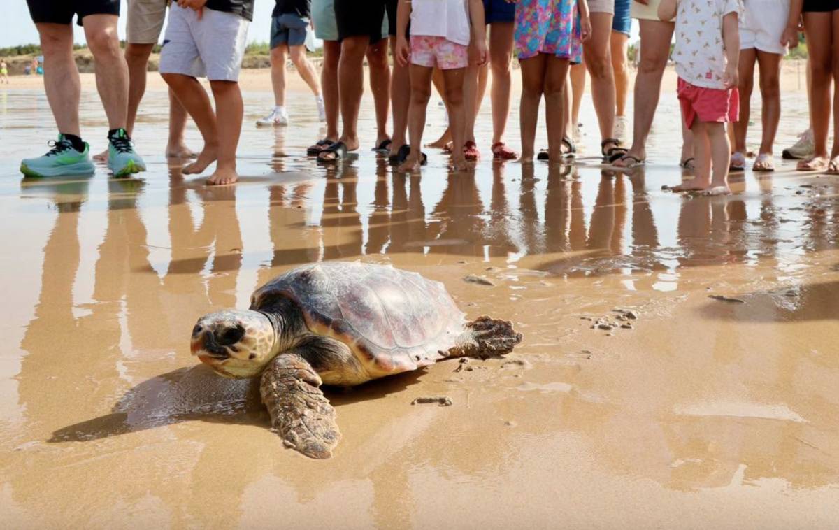 Un pesquero le salvó la vida y el mar de Rota le da la bienvenida de vuelta: así ha sido la liberación de la tortuga boba Antonio