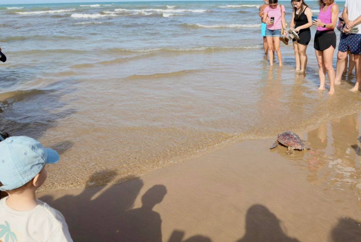 La tortuga boba Antonio vuelve al mar en Rota. - La tortuga boba Antonio vuelve al mar en Rota.