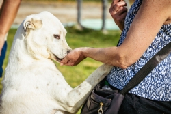 Cádiz abre el autobús urbano a las mascotas: cuánto pueden pesar y cómo deben viajar