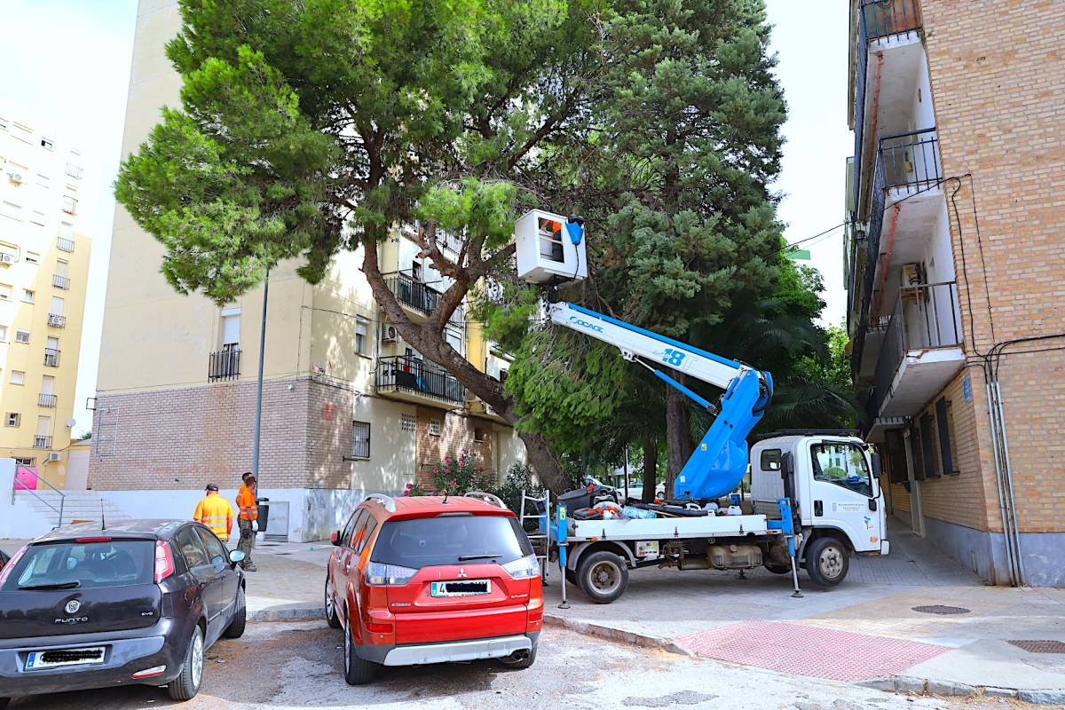 Jerez poda el arbolado de la plaza Júpiter para evitar la caída de ramas y garantizar la seguridad vecinal