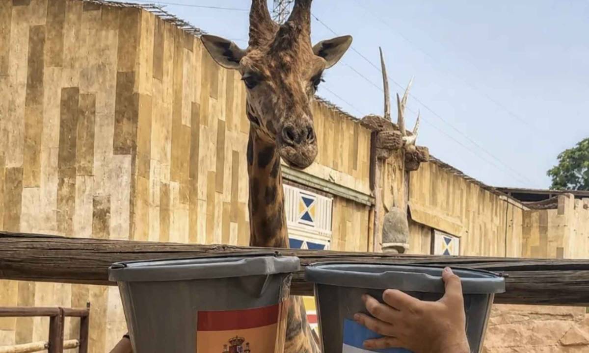 La jerezana Fali, la jirafa viral que predijo el Mundial de España: la emotiva historia detrás de su nombre original