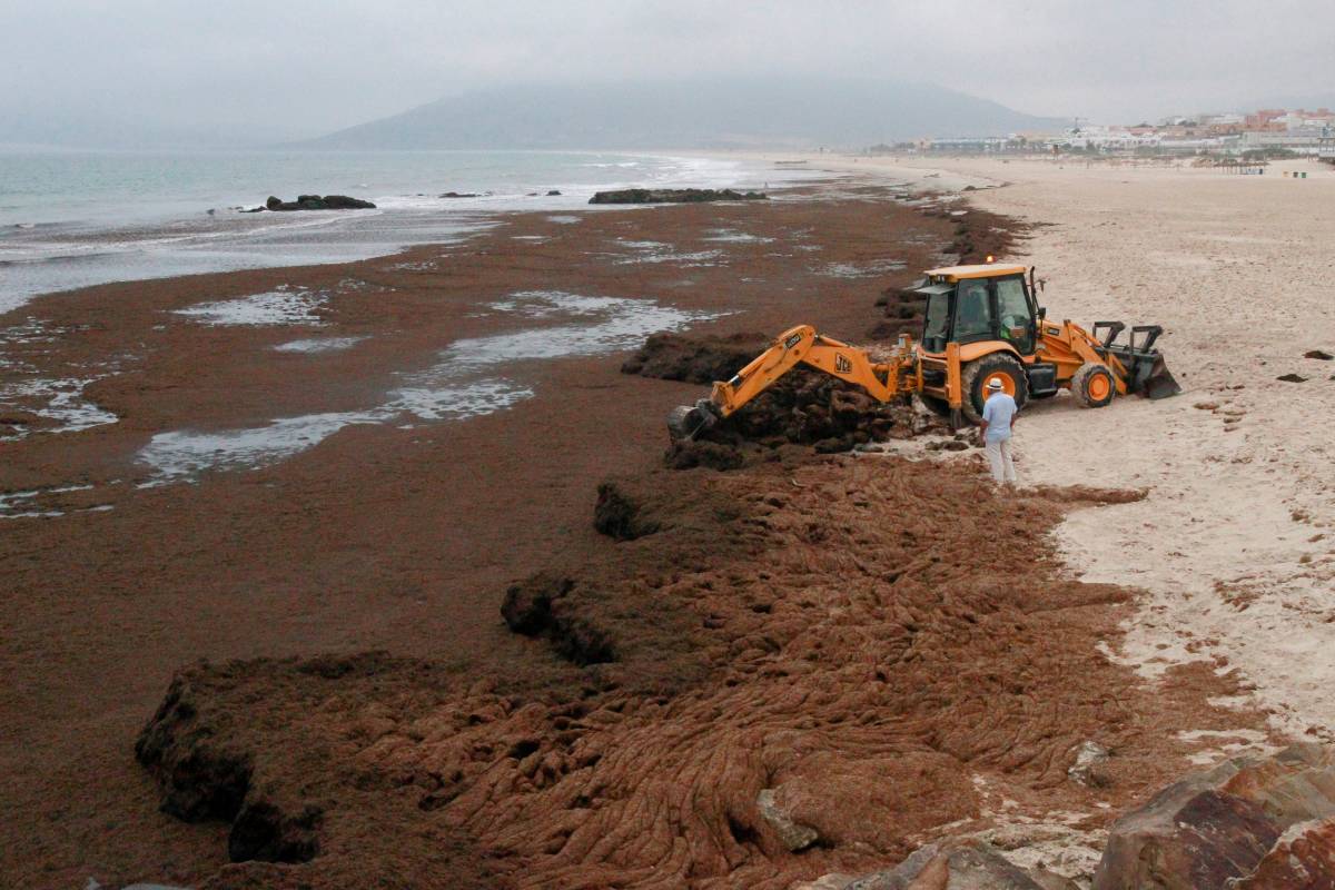 destrozos costa playas andalucia informe greenpeace