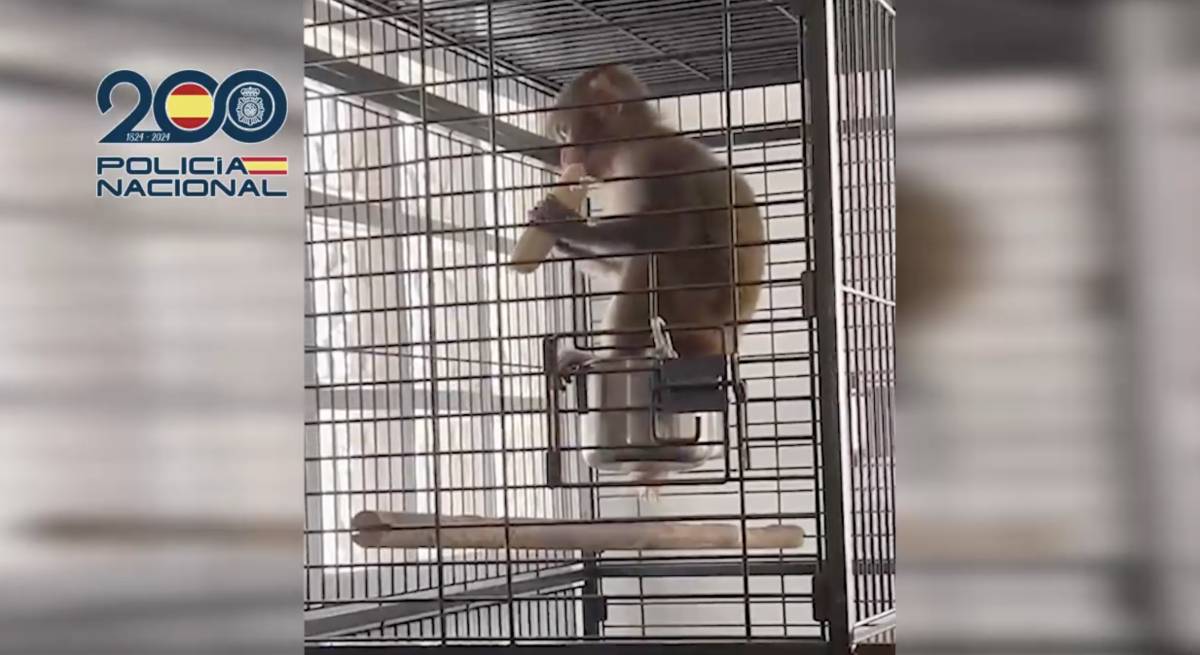 El mono tití protegido incautado en la 'Operación House Huracán'. - 