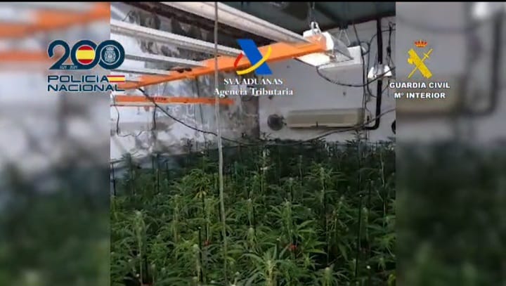 La plantación que había oculta en El Palmar de Troya. - La plantación que había oculta en El Palmar de Troya.
