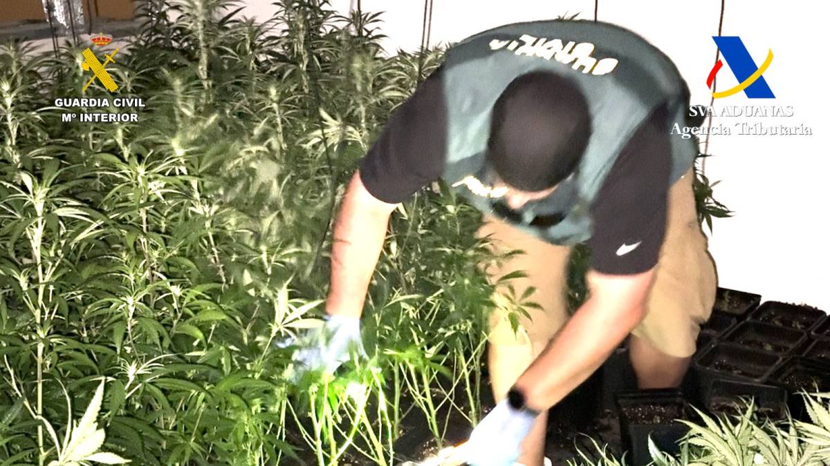 Las autoridades han encontrado importantes plantaciones en la operación. - Las autoridades han encontrado importantes plantaciones en la operación.