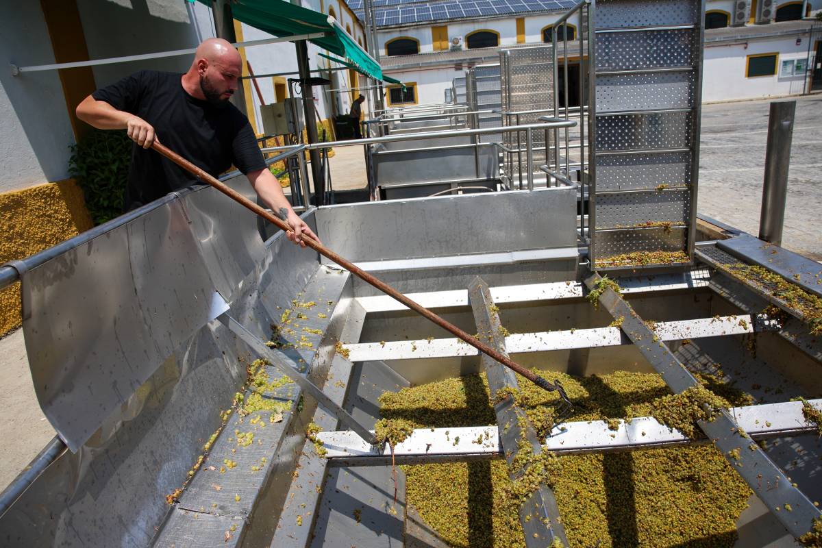 Primeros pasos de la vendimia en el Marco de Jerez: la cooperativa de las Angustias comienza a recibir uva 