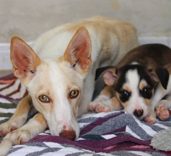 Muchos perros de El Buen Amigo tienen pocas posibilidades de adopción. - Muchos perros de El Buen Amigo tienen pocas posibilidades de adopción.