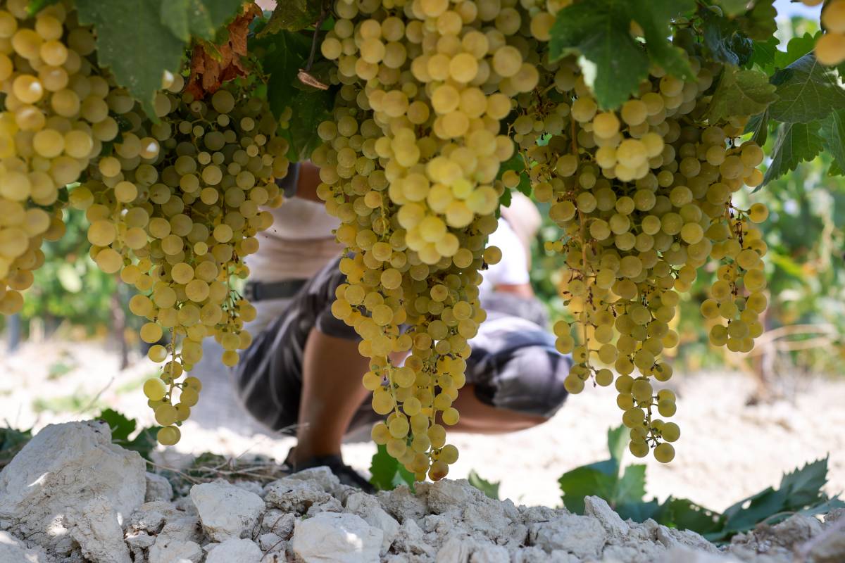 La vendimia en el  Marco de Jerez alcanza en solo diez días de campaña la mitad de la producción de 2025