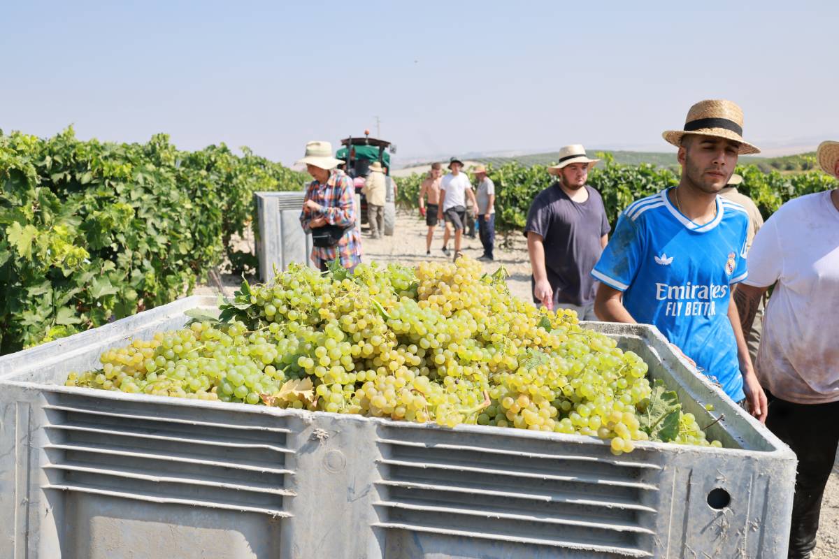 La uva recogida en el Marco de Jerez supera ya (a 12 de agosto) el dato final de la vendimia del año pasado