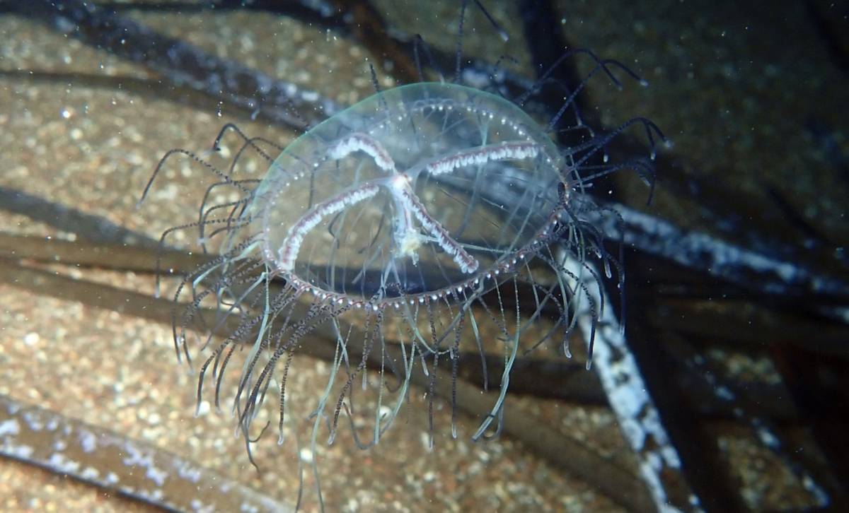 Alerta por medusas en Almería: no se puede ni pisar la orilla en seis playas