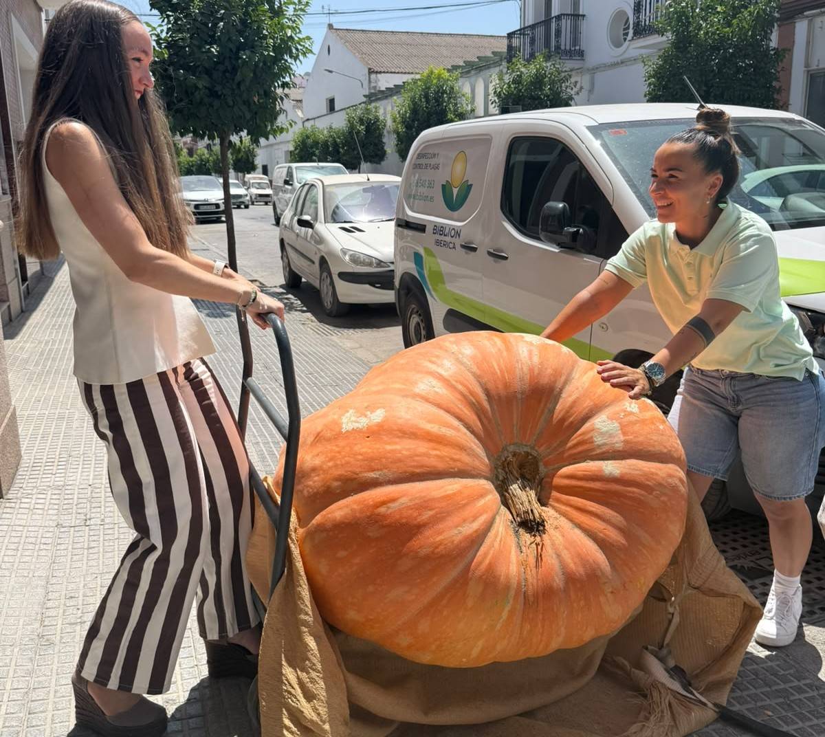 Reparten una calabaza de 300 kilos entre todos los habitantes de un pueblo de Sevilla  