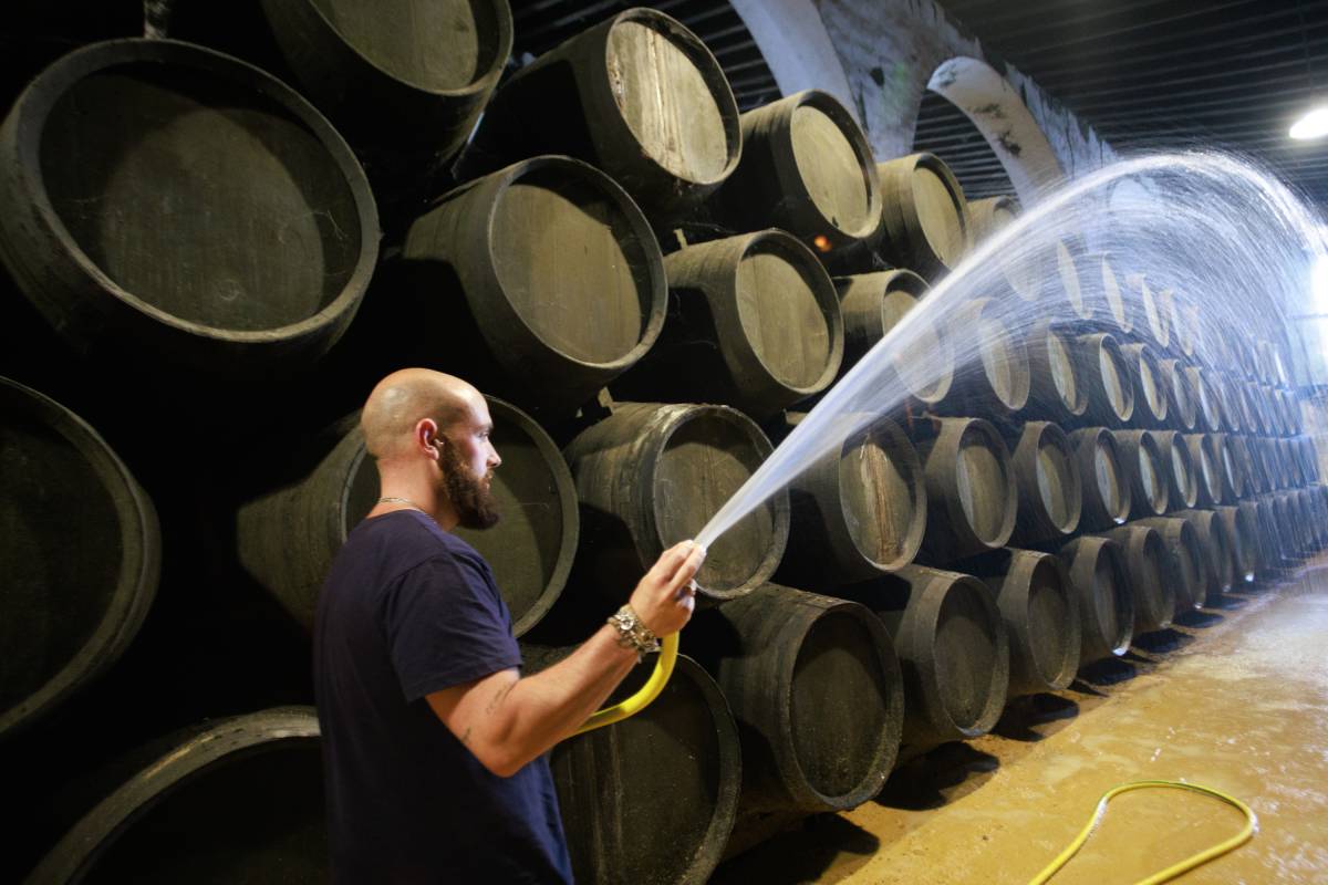 Bodegas Sánchez Romate 