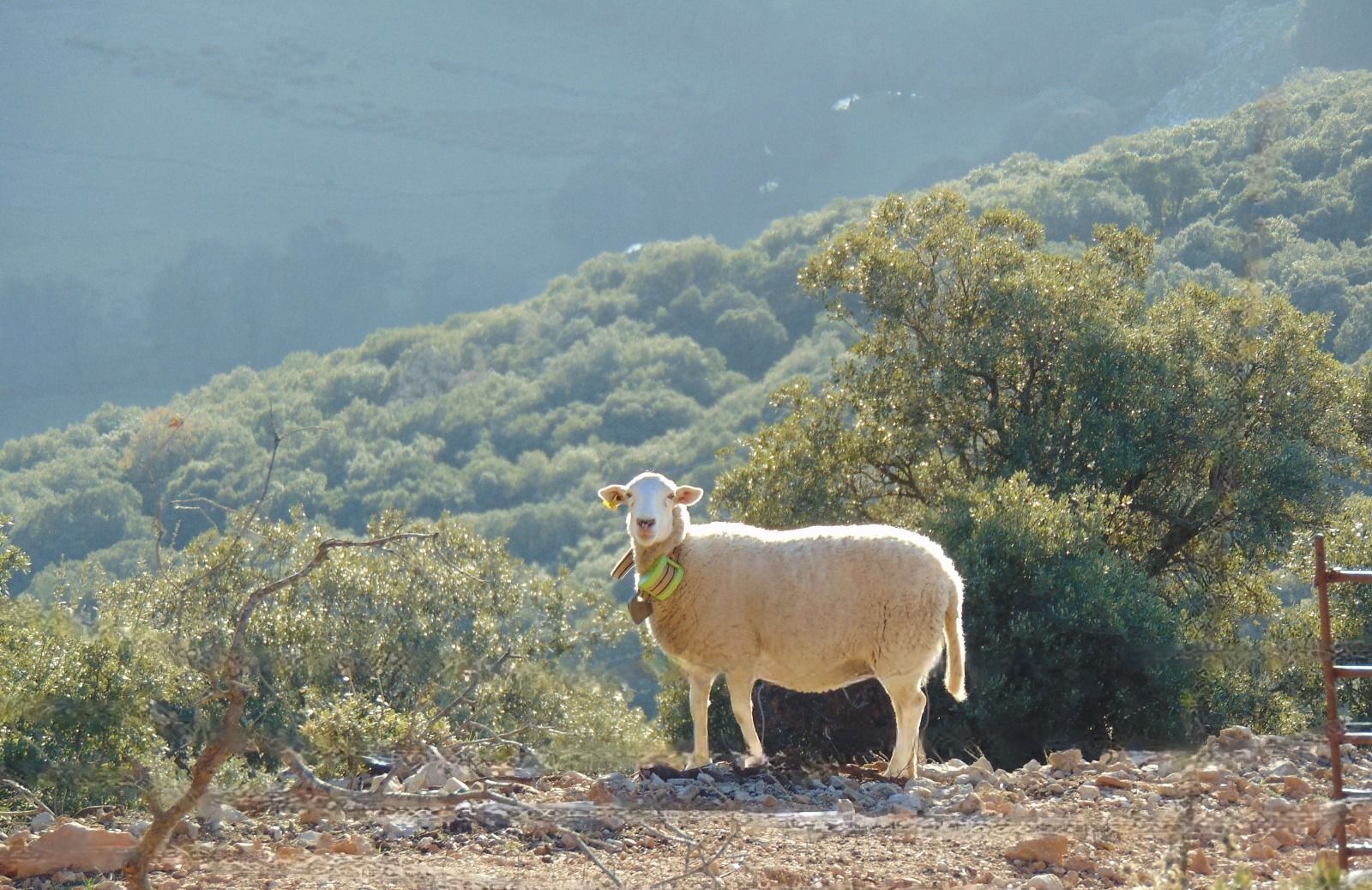 Una oveja en el campo. - 