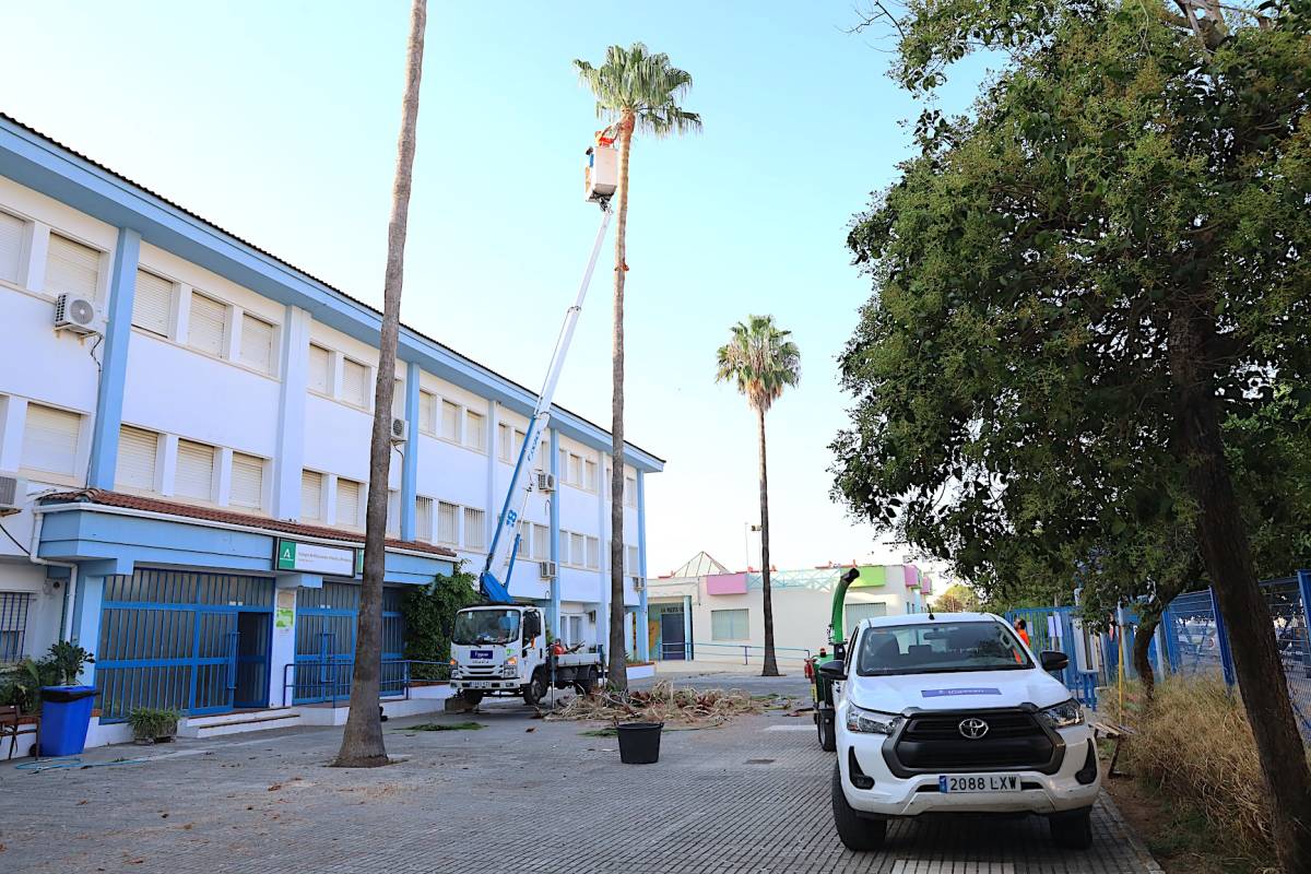 Trabajos en las palmeras del centro. - Trabajos en las palmeras del centro.