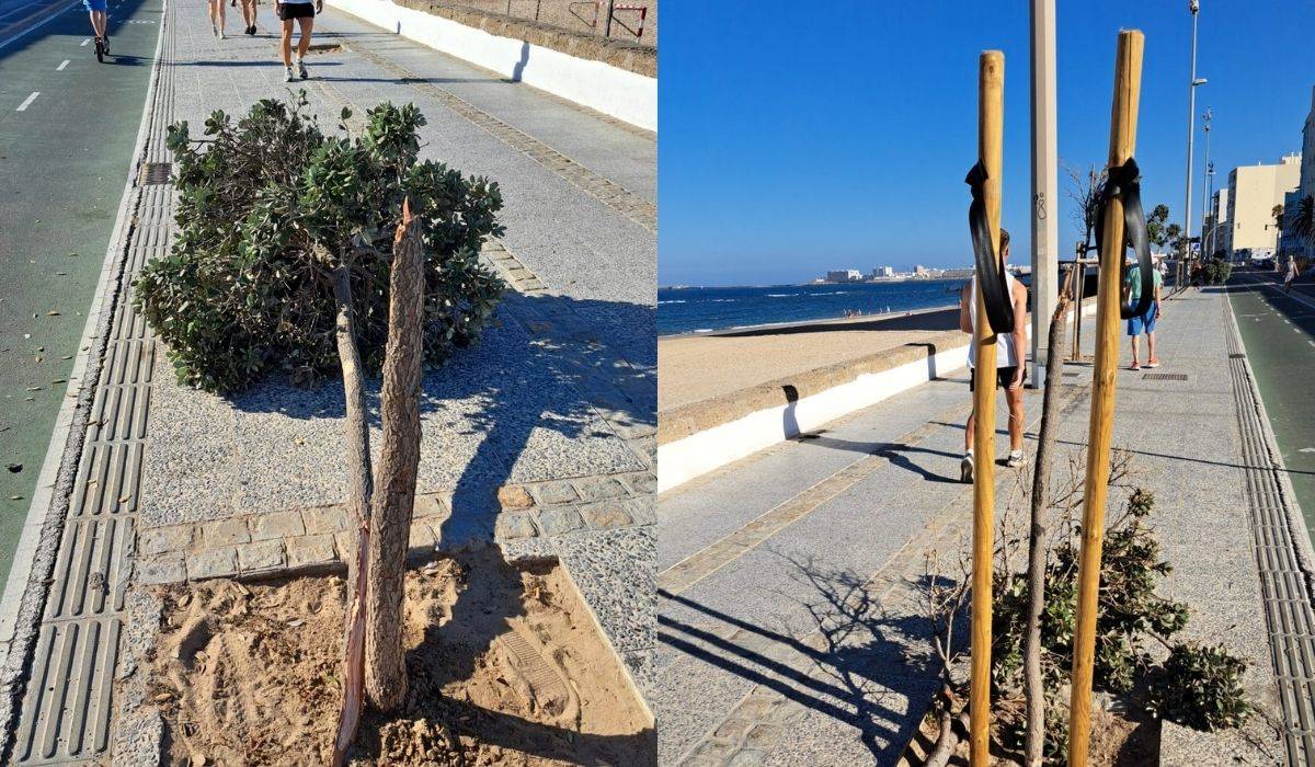 Antes y después de destrozar uno de los Destrozan cinco árboles en el Paseo Marítimo de Cádiz - Antes y después de destrozar uno de los Destrozan cinco árboles en el Paseo Marítimo de Cádiz