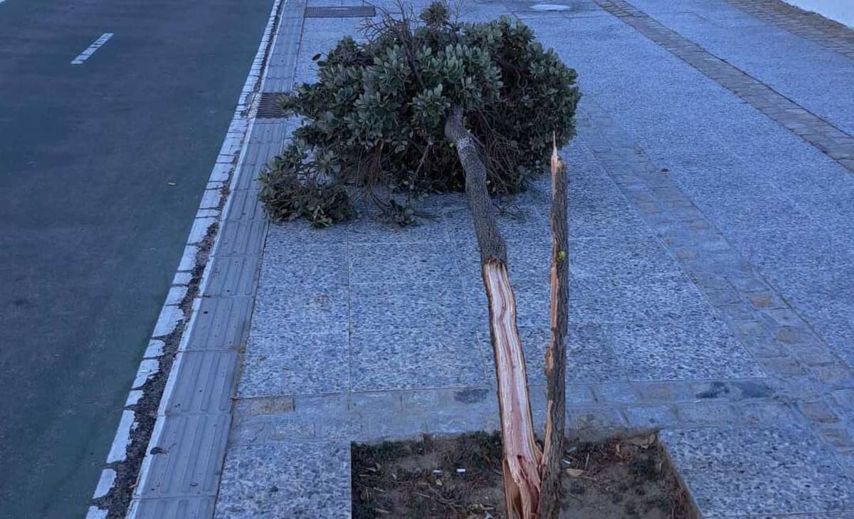 Destrozan cinco árboles en el Paseo Marítimo de Cádiz - Destrozan cinco árboles en el Paseo Marítimo de Cádiz