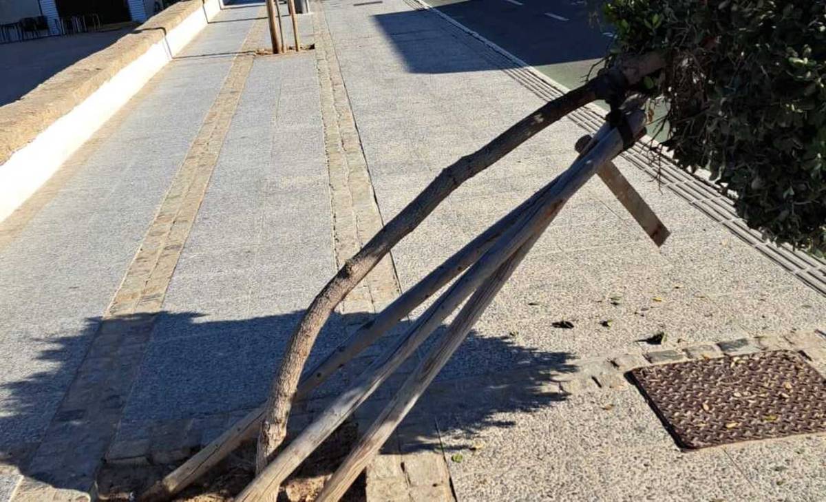 Destrozan cinco árboles en el Paseo Marítimo de Cádiz - Destrozan cinco árboles en el Paseo Marítimo de Cádiz