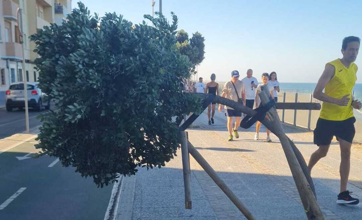Indignación en Cádiz: un nuevo destrozo de árboles en el mismo punto del Paseo Marítimo