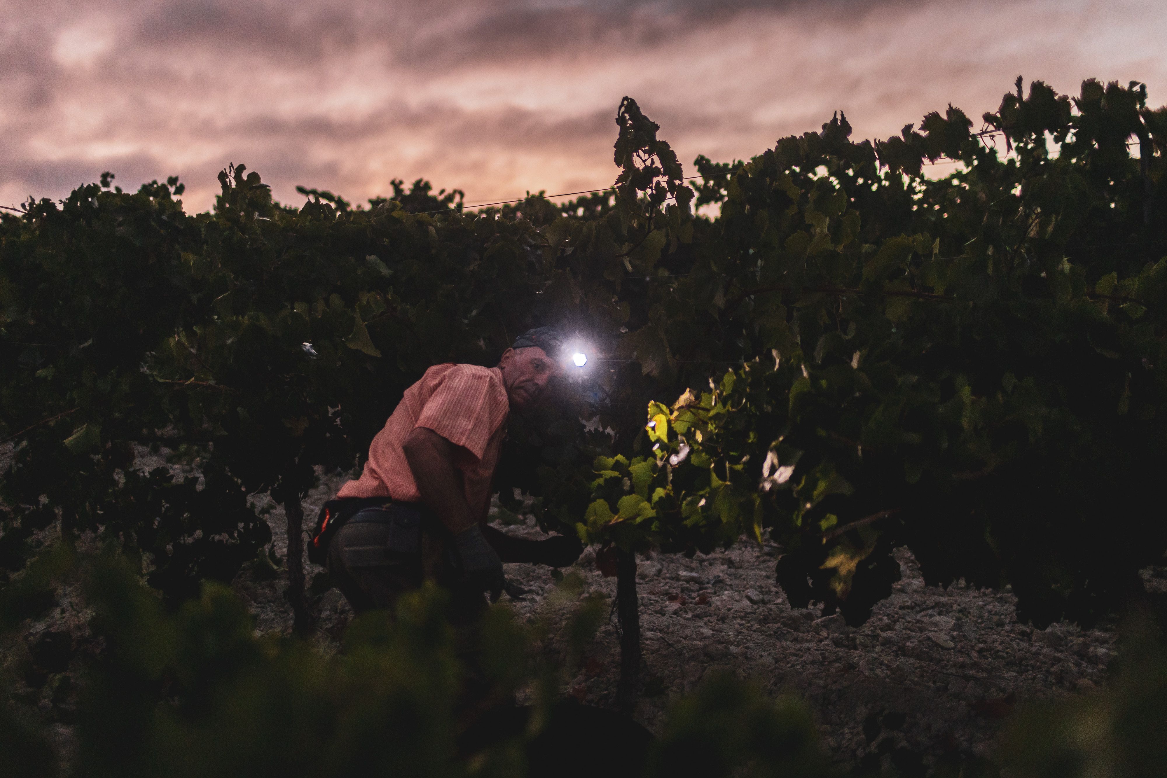 La chardonnay ya se corta en Torrecera: las 'uvas internacionales' primero