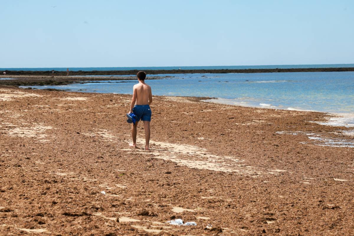 Alga invasora asiática Punta Candor, Rota 