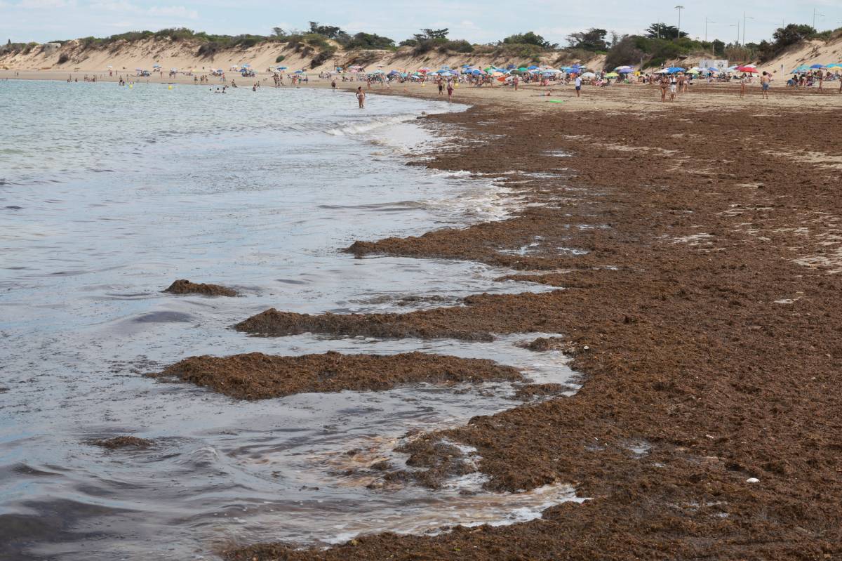 Alga invasora asiática Punta Candor, Rota 