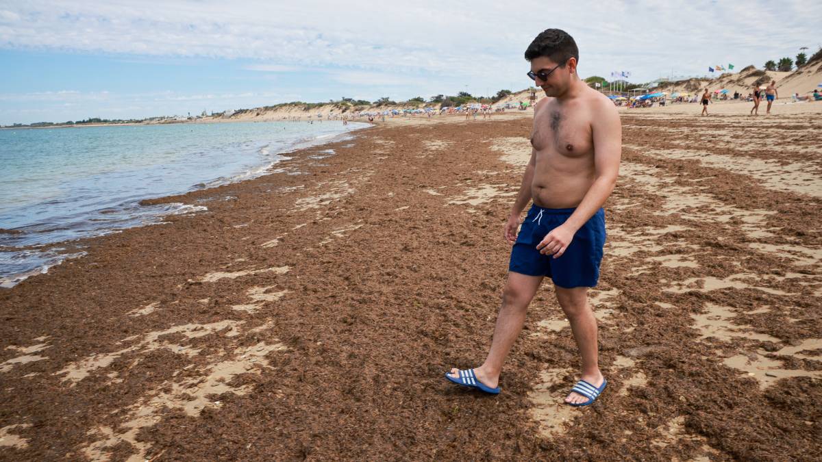 El verano en Punta Candor entre paseos, baños y montañas de algas: 