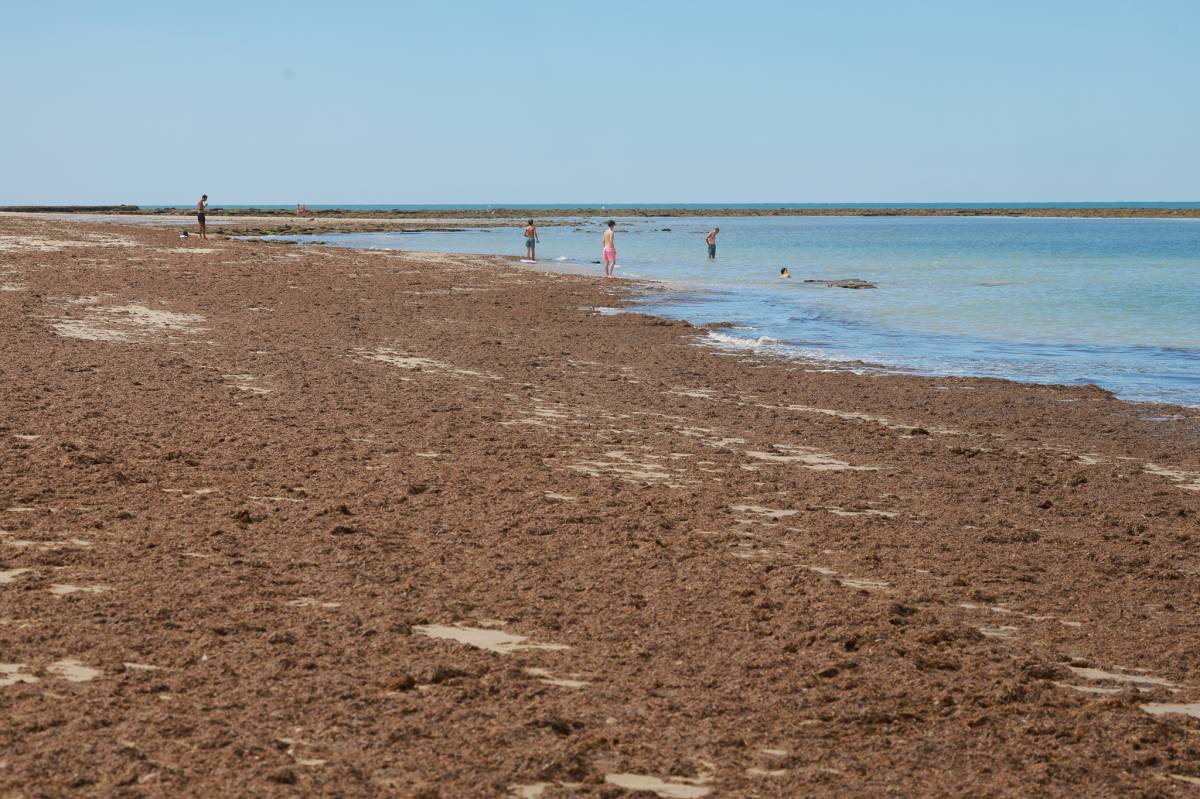 Alga invasora asiática Punta Candor, Rota 