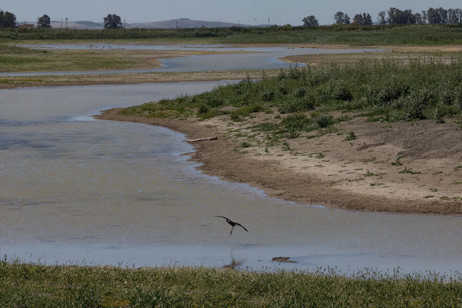 Frenazo al polémico deslinde de Doñana previsto por el Gobierno, que 