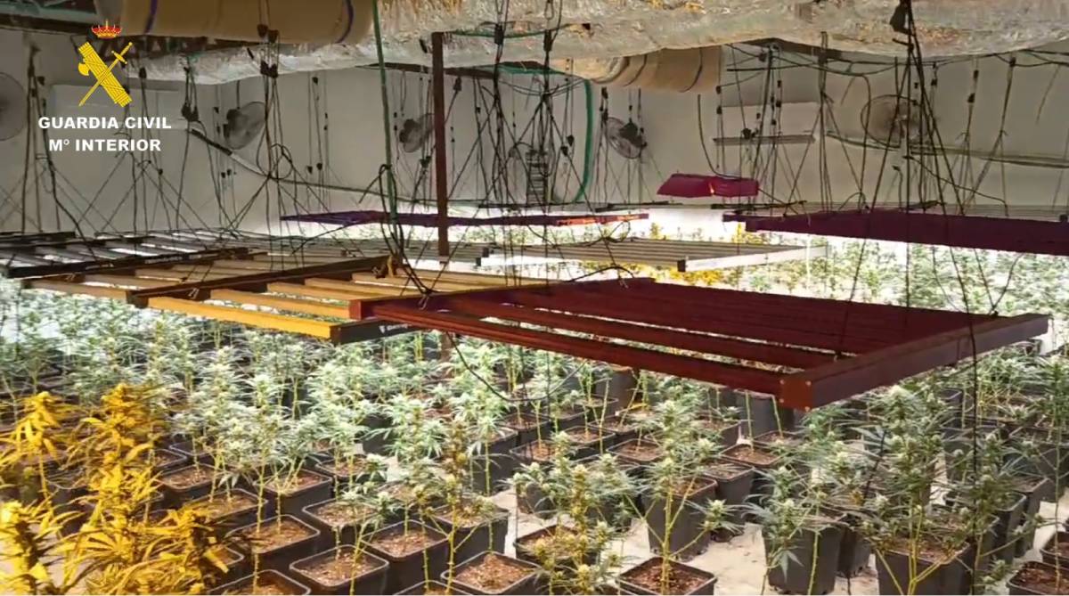 La Operación 'Despiste' en Sevilla: 748 plantas en una urbanización de fincas y chalés, y una 'parabellum' de 9 milímetros