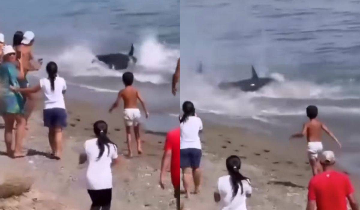 Un enorme pez sigue a un bañista hasta la orilla y termina varado en una playa de Málaga