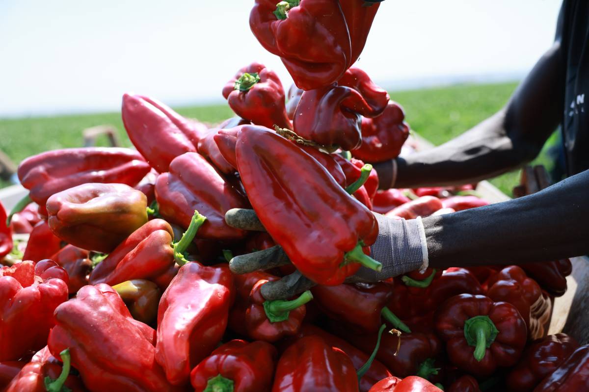 Campaña pimiento rojo Lebrija 