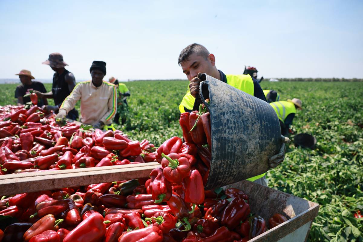 Campaña pimiento rojo Lebrija 