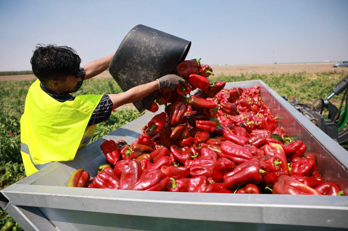 Campaña pimiento rojo Lebrija 