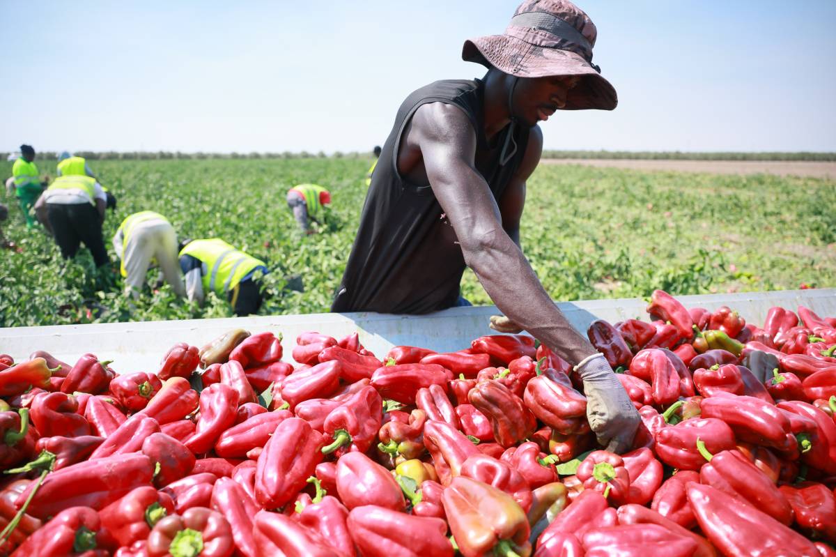 'Negro sobre rojo', ¿quiénes salvan las campañas más penosas del campo sevillano?: 