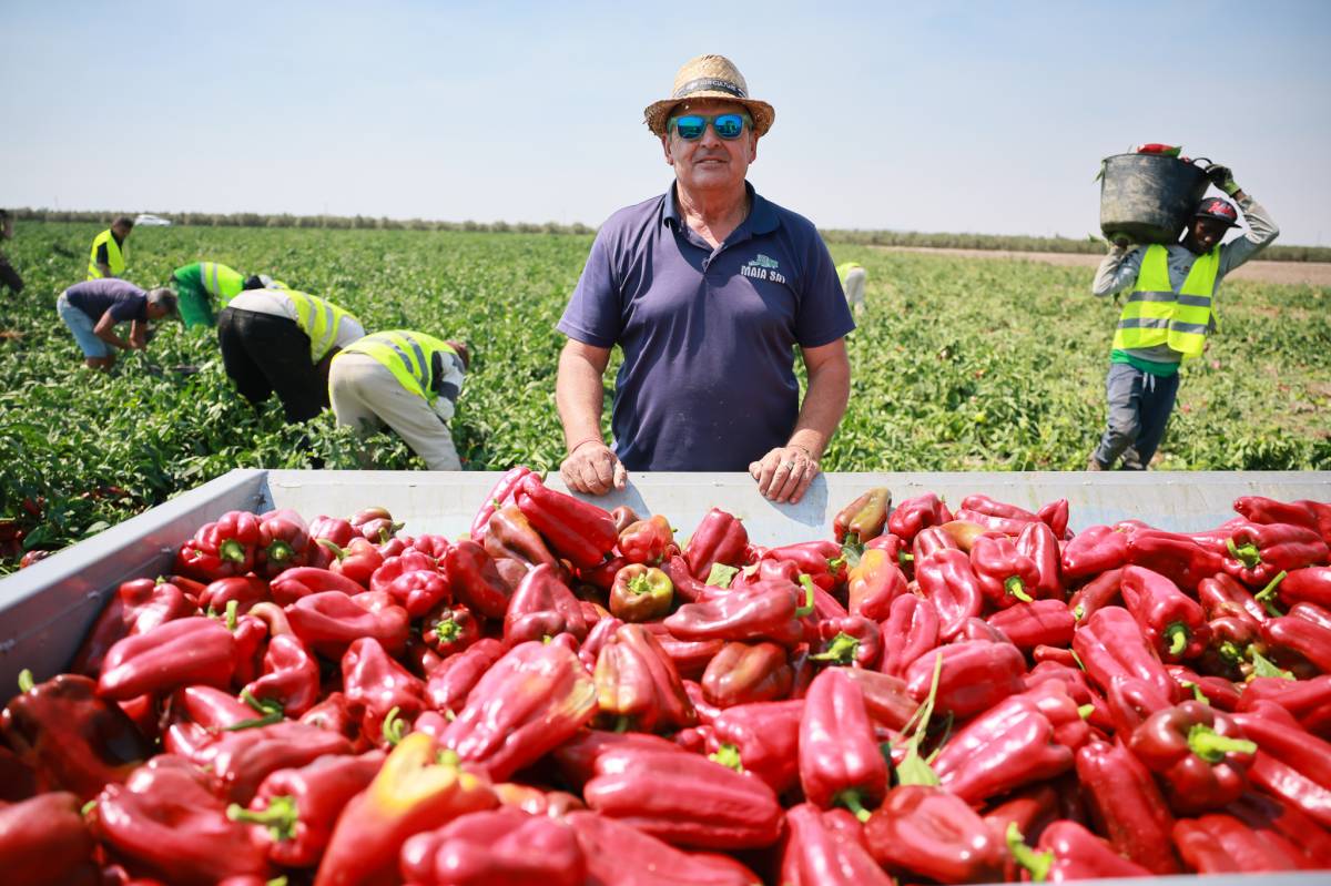 Campaña pimiento rojo Lebrija 