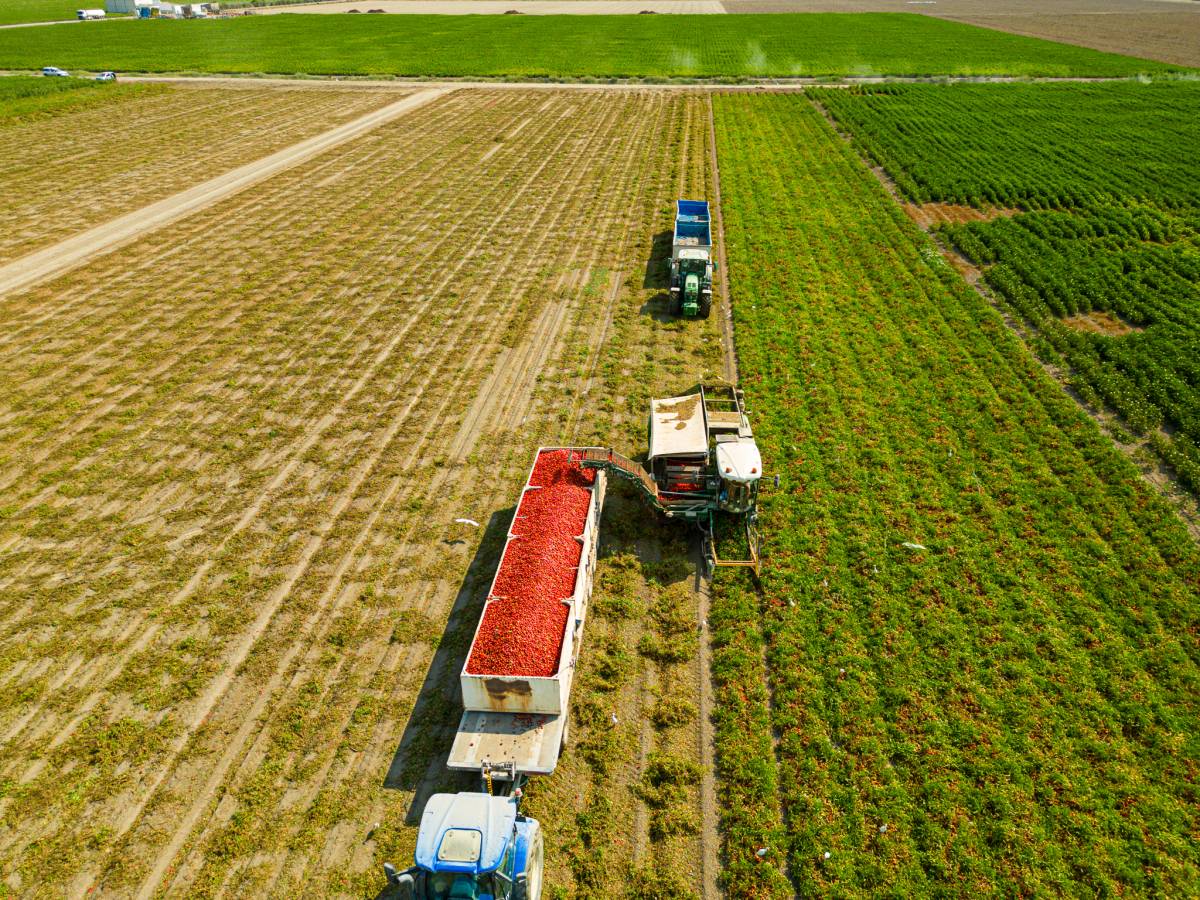 Campaña tomate Lebrija variedad H1015