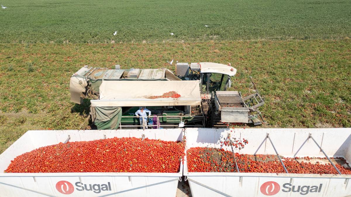 El 'petróleo rojo' de Lebrija cotiza a la baja pese a transformar 4 millones de tomate al día para media Europa y el ketchup de Heinz