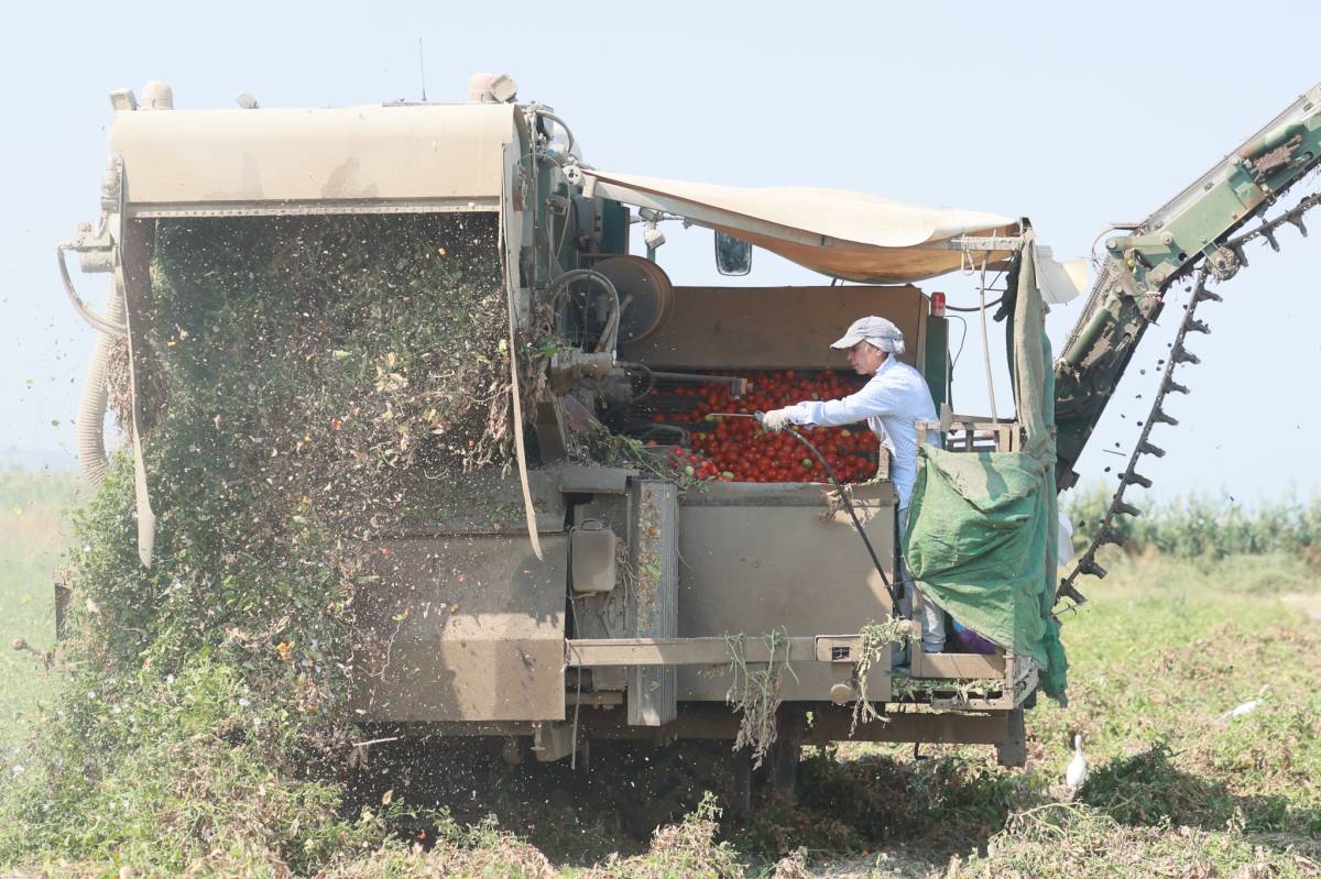 Campaña tomate Lebrija variedad H1015